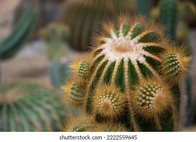 Close-up Of Parodia Cactus (Eriocactus), A Succulent Plant With A Green Stem, Round-shaped, Spike, And Wool On Top. The Ornamental And Desert Plants For The Rock Garden.