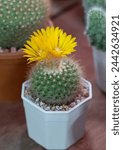 Close-up of Parodia cactus (Eriocactus) with yellow flowers in natural light, small succulent plant in a white potted for decorating in the room.