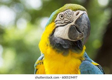 Closeup Parrot Bird,blue And Gold Macaw