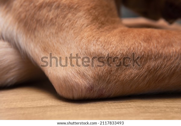 Closeup part of dog body adult\
Dudley Labrador retriever elbow with redness and dry skin infection\
from bacteria at vet visit. Dog healthcare and skin allergy\
concept