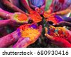 holi festival of colours
