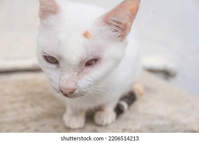 Closeup Of A Partially Blind Female Cat With One Eye. Blinded Years Ago From A Fight Or Accident.