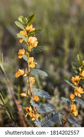 Closeup Of Partridge Pea Plant 