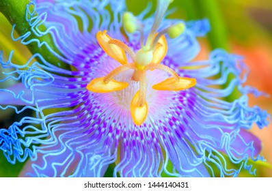 Closeup passiflora flower with green leaves background - macro shot