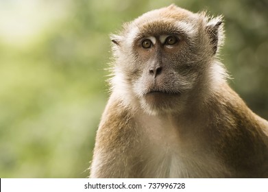 Closeup Of Patas Monkey