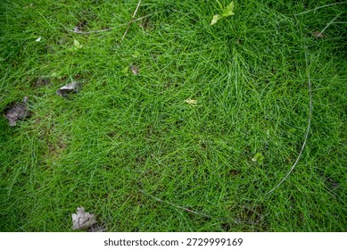 close-up of a patch of fine bladed grass, type of Fescue grass, water dew drops on the green grass