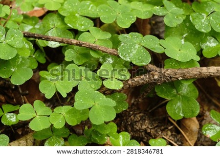 Closeup of a patch of freh green shamrocks growing on the forest floor with tiny raindrops glittering on the leave's surfaces. In the shamrock patch lies a little fir branch.