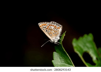 A close-up of the patterned underside of a lycaenid butterfly resting on foliage at night. The insect features orange and black spots on its wings.