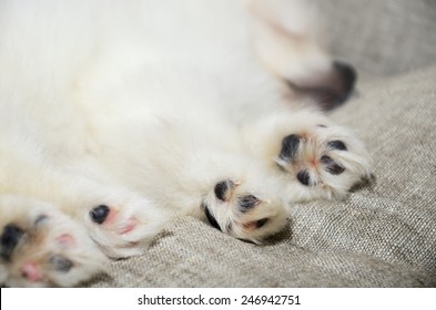 Closeup Paws Sleeping Pomeranian Puppy. Focus On The Paw. Horizontal