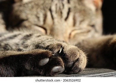 Footpad Cat Images Stock Photos Vectors Shutterstock