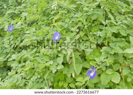closeup pea flowers or Clitoria ternatea, commonly known as Asian pigeonwings, bluebellvine, blue butterfly pea, cordofan and Darwin pea, is a plant species belonging to the Fabaceae family