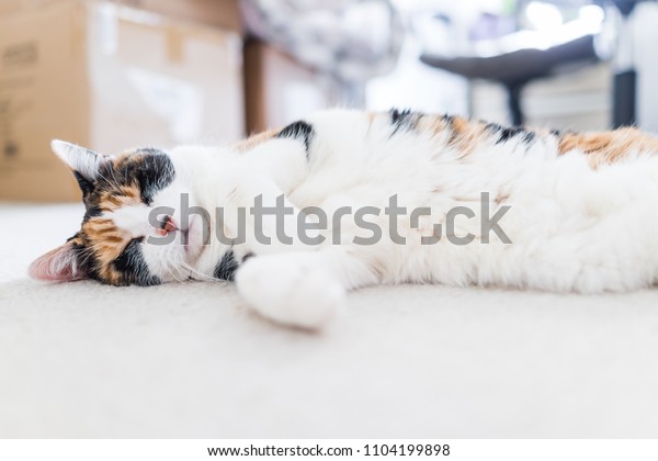 Closeup Peaceful Happy Calico Short Hair Stock Photo Edit Now