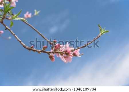 Close-up of peach flower and bud blooming under cloud blue sky. Branches of pink spring tree blossom.