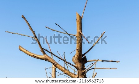 closeup of a peach fruit tree branch
