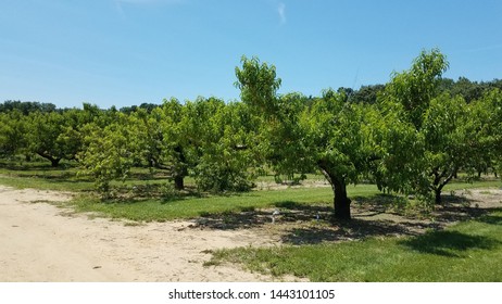 Closeup Peach Tree On The Farm