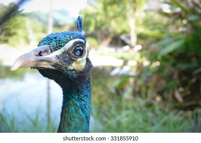 Closeup peacock