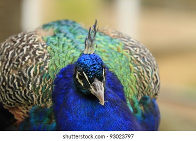 closeup of a peacock