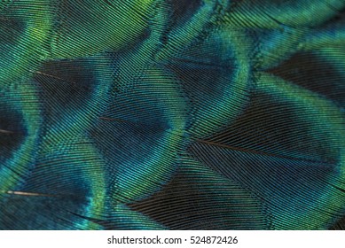 close-up peacock feathers - Powered by Shutterstock