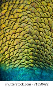 close-up peacock feathers - Shutterstock ID 71350492