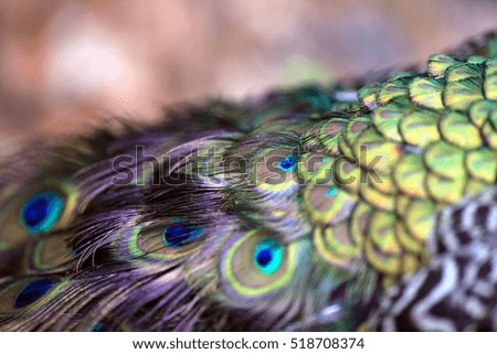 Similar – blowflies Animal