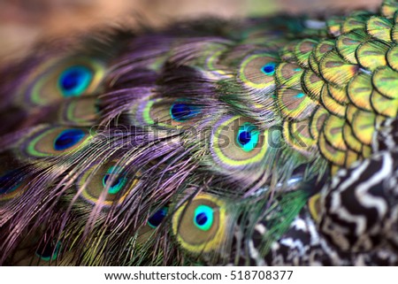 blowflies Animal