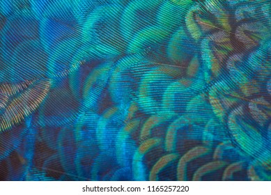 Closeup Peacock Feathers Backgroundblue Peafowl Stock Photo 1165257220 ...