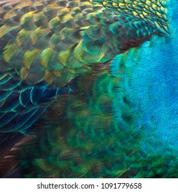 Closeup peacock feathers ,Beautiful Green peafowl