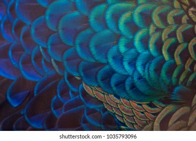 Closeup peacock feathers (Indian peafowl) - Shutterstock ID 1035793096