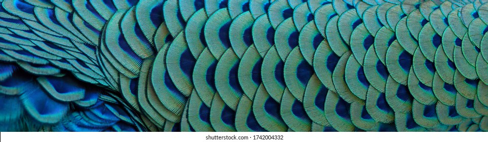 Close-up of peacock feathers for making a beautiful background. - Powered by Shutterstock