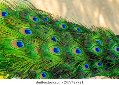 Close-up of peacock feathers,Peacock macro feathers. Blue green glowing surface nature texture exotic bird vibrant color. Beautiful decorative iridescent background close up photo - Powered by Shutterstock