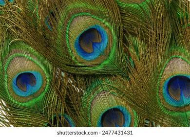 Close-up of peacock feathers,Peacock macro feathers. Blue green glowing surface nature texture exotic bird vibrant color. Beautiful decorative iridescent background close up photo - Powered by Shutterstock