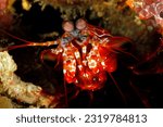 Close-up of a Peacock Mantis Shrimp (Odontodactylus scyllarus, aka Harlequin Mantis Shrimp). Misool, Raja Ampat, West Papua, Indonesia