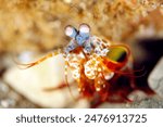 Close-up of a Peacock Mantis Shrimp (Odontodactylus scyllarus, aka Harlequin Mantis Shrimp). Ambon, Indonesia