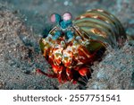 Close-up of a Peacock Mantis Shrimp (Odontodactylus scyllarus) on a coral reef in Tulamben, Bali, Indonesia