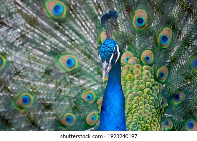 Peafowl の画像 写真素材 ベクター画像 Shutterstock