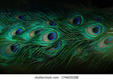 Close-up Peacocks, Colorful Details And Beautiful Peacock Feathers.Macro Photograph.