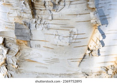 Closeup of pealing and textured birch bark as a white nature background
