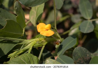 Closeup of Peanut Flower with Selective Focus on Its Plant