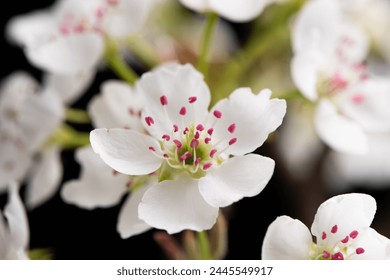 closeup of pear blossoming flowers. Spring flowers bloom on black background. - Powered by Shutterstock