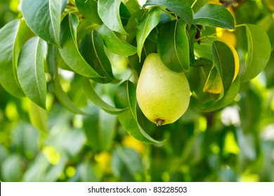 Closeup of a pear on a branch in an orchard - Shutterstock ID 83228503