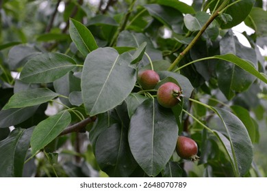 Close-up of a pear tree branch with developing pears and lush green leaves