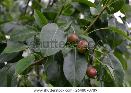 Close-up of a pear tree branch with developing pears and lush green leaves