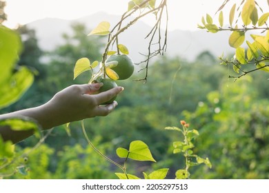 Close-up Of A Peasant Girl's Hand Picking A Green Orange Directly From The Tree. Woman Picking Fruit In The Middle Of A Valencia Orange Grove, Golden Sunset Background.