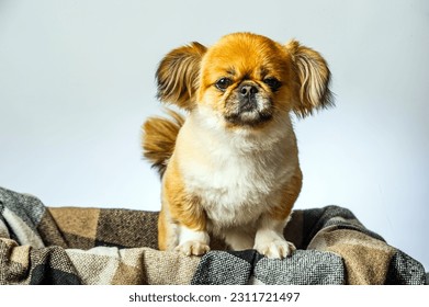 Close-up of Pekingese dog isolated on white background - Shutterstock ID 2311721497