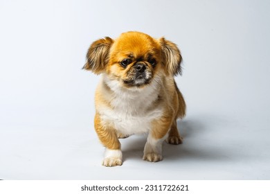 Close-up of Pekingese dog isolated on white background - Shutterstock ID 2311722621