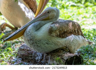 A Close-up With A Pelican Chick Standing In The Shade