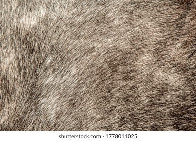 Close-up Of A Pelt ,wool Pony.Background Animal Hair