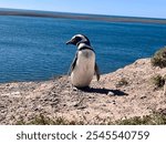 Close-up of a penguin at Punta Norte, Peninsula Valdés, set against a backdrop of rugged coastline and ocean waves. A perfect capture of Patagonia’s unique wildlife in its natural habitat.