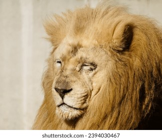 Closeup of a pensive African Lion  - Shutterstock ID 2394030467
