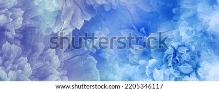 Close-up of a peony flower and peony petals  after rain.    Floral  blue  background.  Nature.